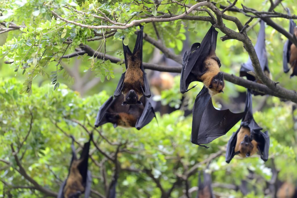 History of Nipah Virus Outbreaks