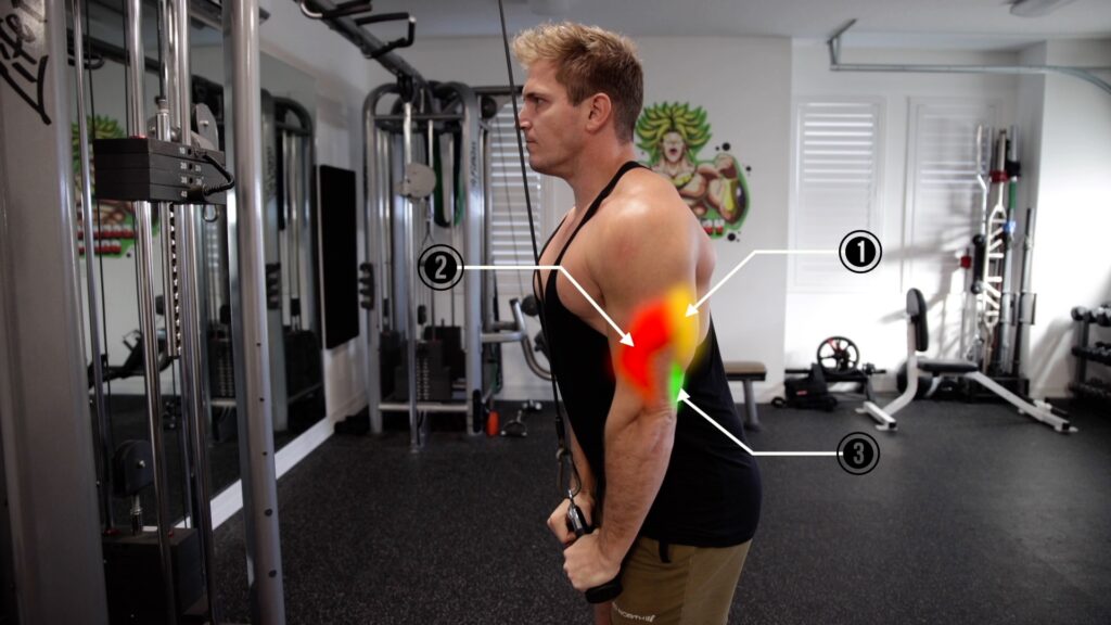 How to Program the Tricep Pull Down in Your Workout